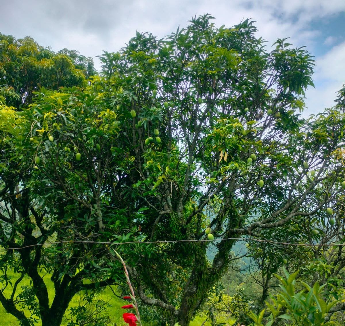 Fruit growers troubled by wild animals in the frontier