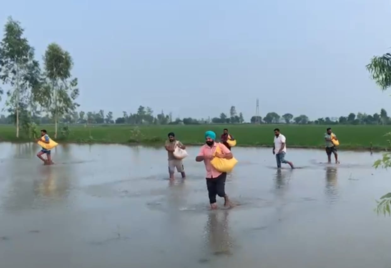 Bhakiyu will give free paddy paneer to the flood affected farmers