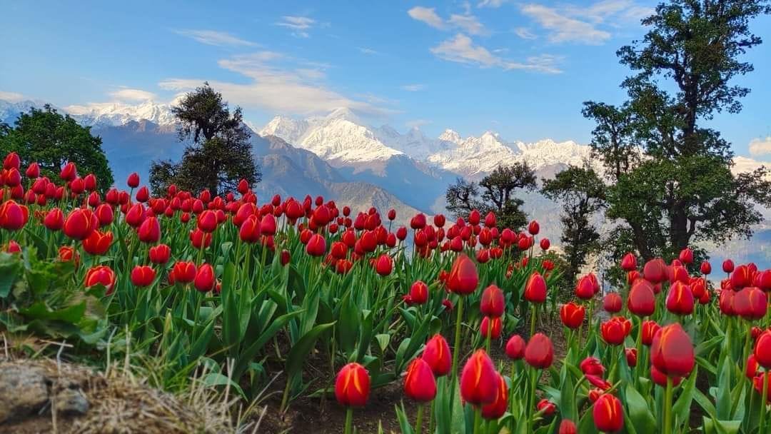 Tulip Garden: Saw a dream which remained incomplete
