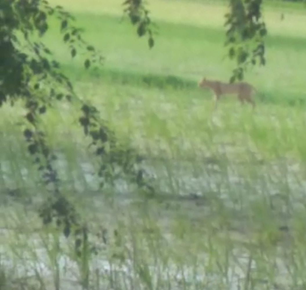 Leopard seen in Bamdera, panic among villagers