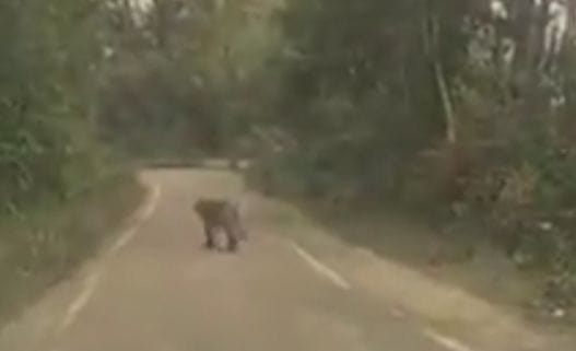 Panic due to movement of leopard on Didihat-Thal road