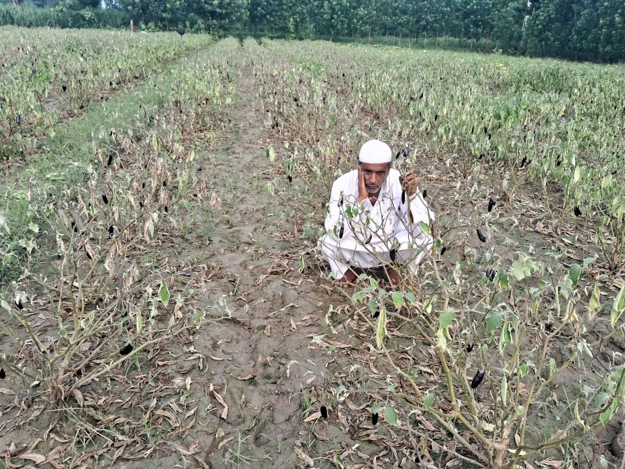 Vegetables washed away in Hindon flood, farmers left empty handed