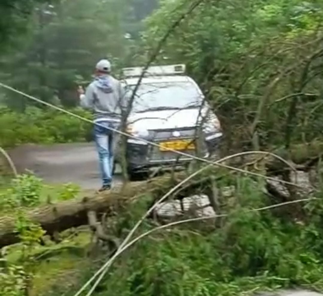 Smugglers cut cedar tree, power failure, traffic disrupted