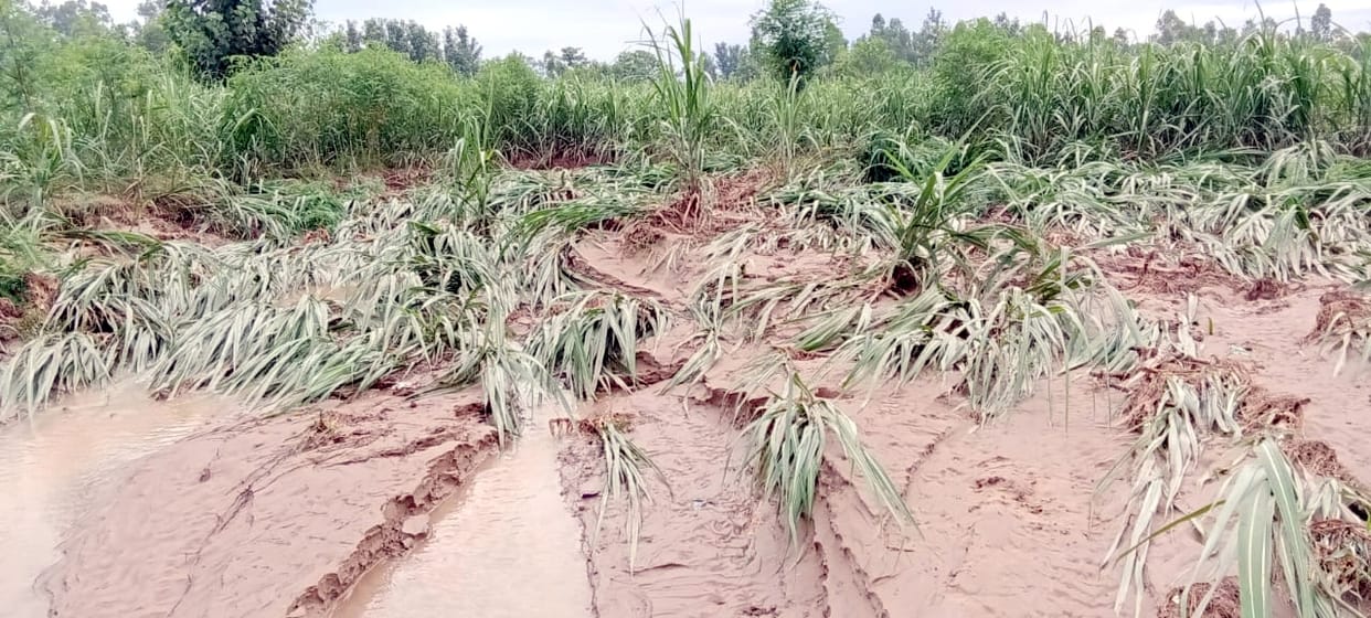 Sugarcane crop washed away in the Wool River