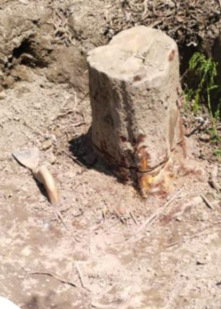 Thieves arrived to dig the root of the sandalwood tree cut by theft