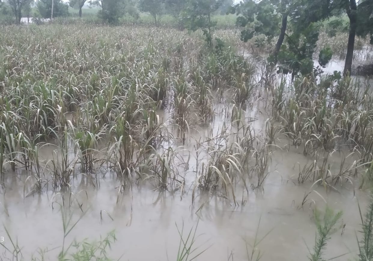 Hundreds of bighas of crop submerged by water of Malan river