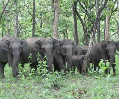 Nepal's elephants encamped in the forest of Lagga Bhagga