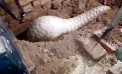 Pangolin found at farmer's house in Kadhaiya village