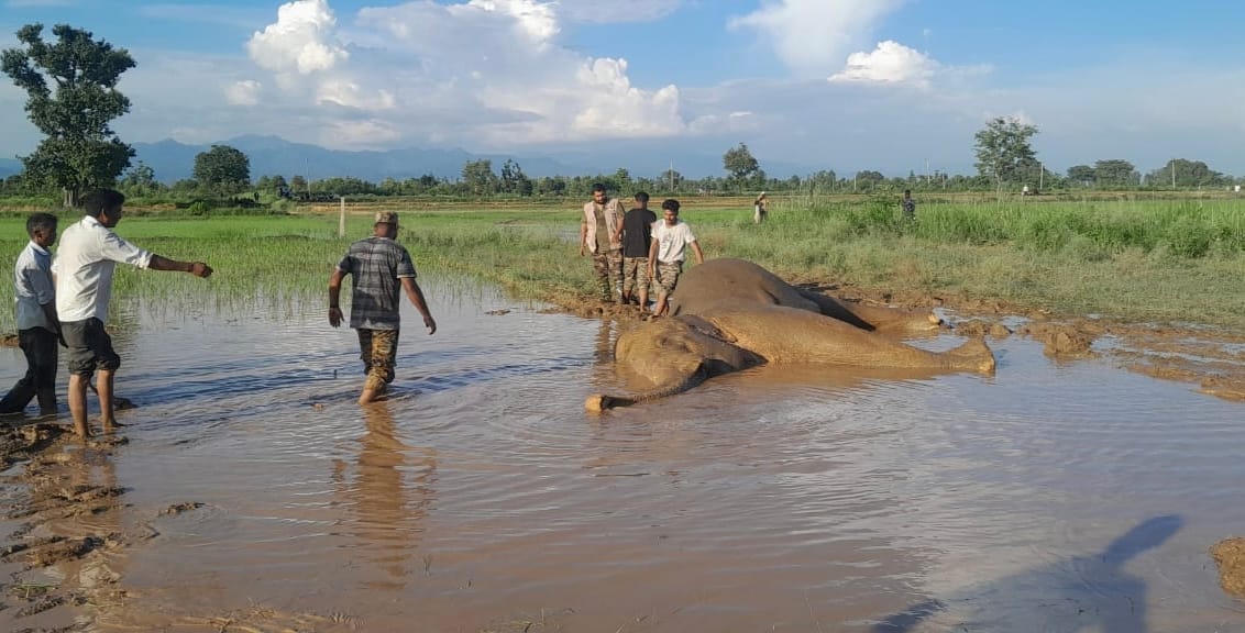 Elephant trapped in a paddy field at Bhaguwala near Rajgarh Forest Range
