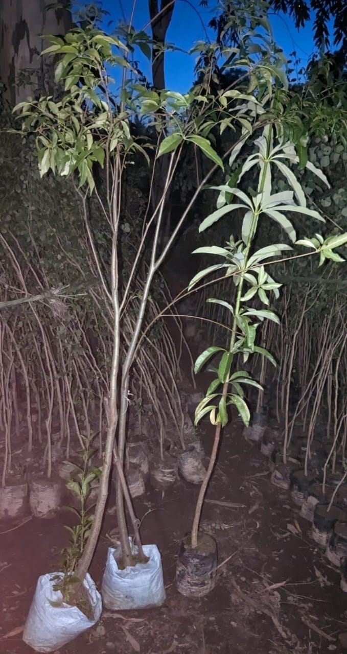 'Maharaj' will plant the plant of heaven on the land of 'Mahatma'