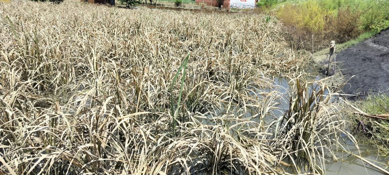 The sugar mill did not give a pie, the income wasted in the flood