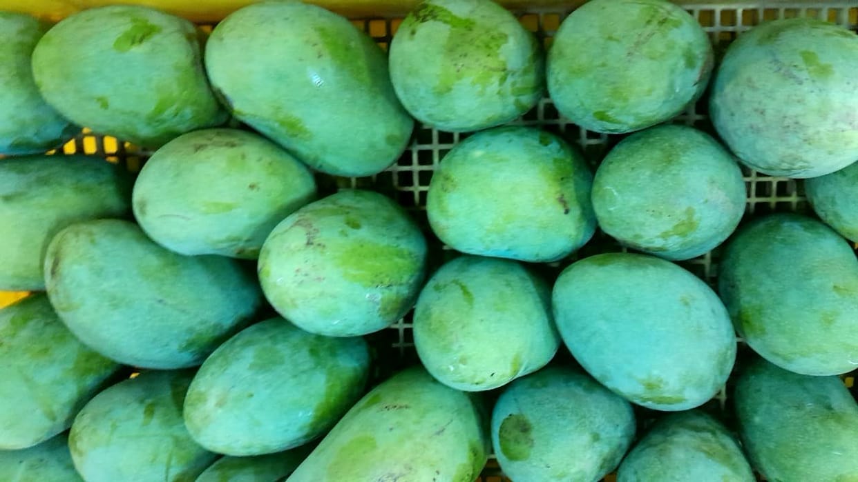 President and Prime Minister will taste the mangoes of Saharanpur
