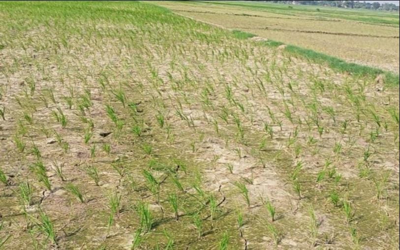 Dust blowing in the rainy season, paddy crop drying up