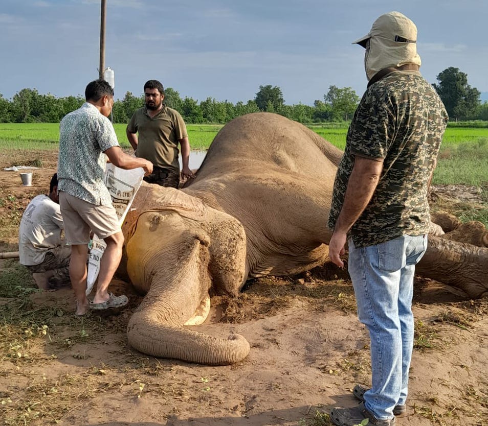 Elephant trapped in swamp dies after 27 hours
