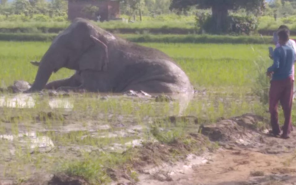 Had the rescue been done in time, the elephant's life could have been saved.