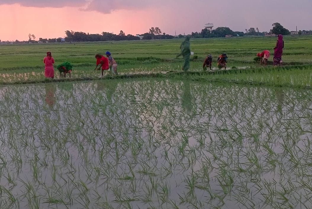 Ban on export of non-basmati rice shocks black salt market
