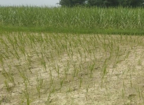 agriculture sector