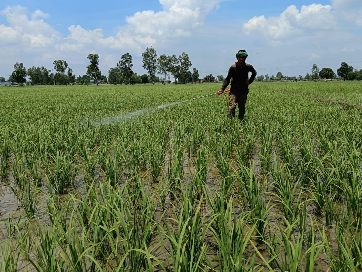 Pesticides are not working due to rise in temperature, farmers upset
