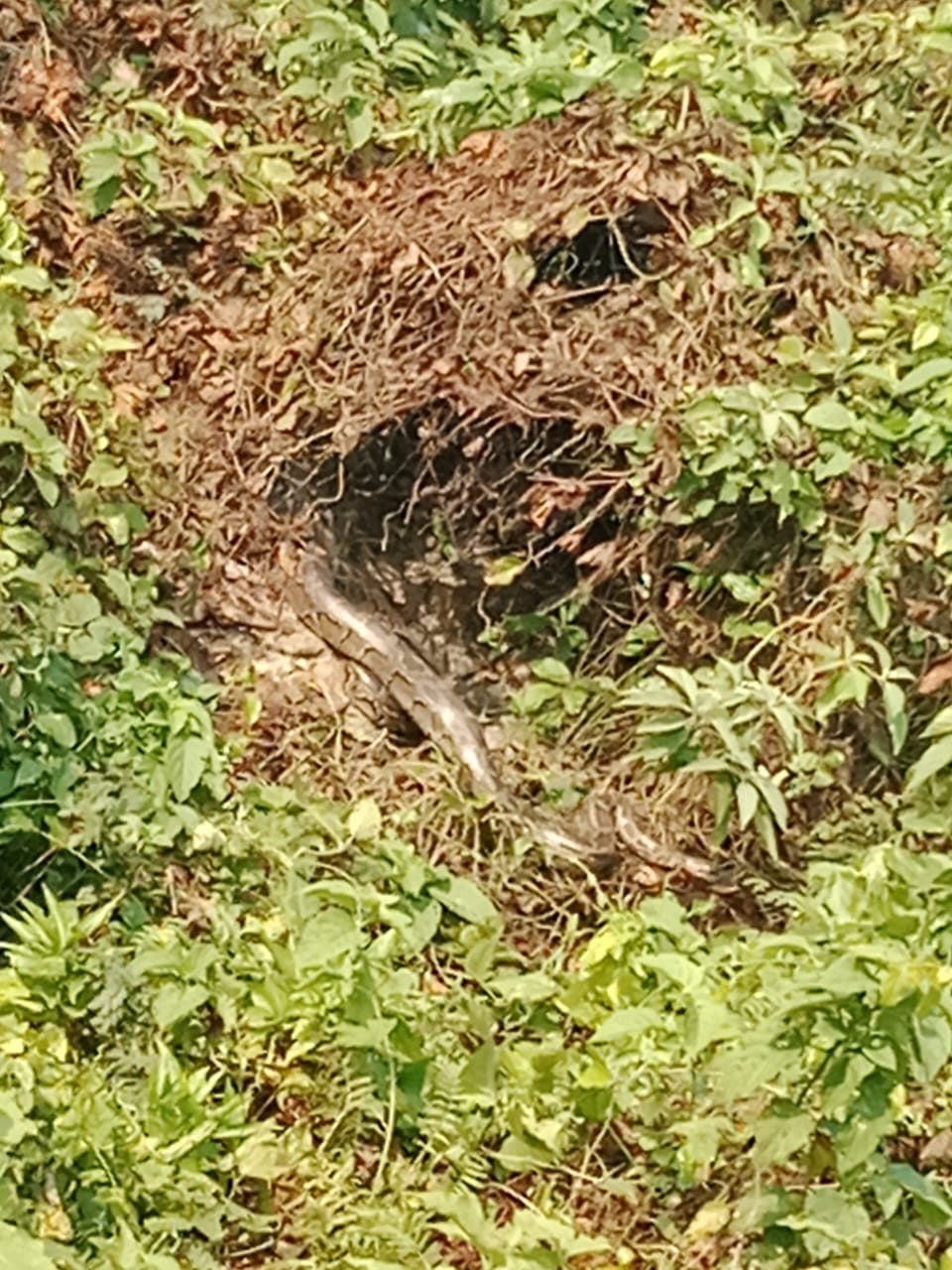 azagar in patherwa