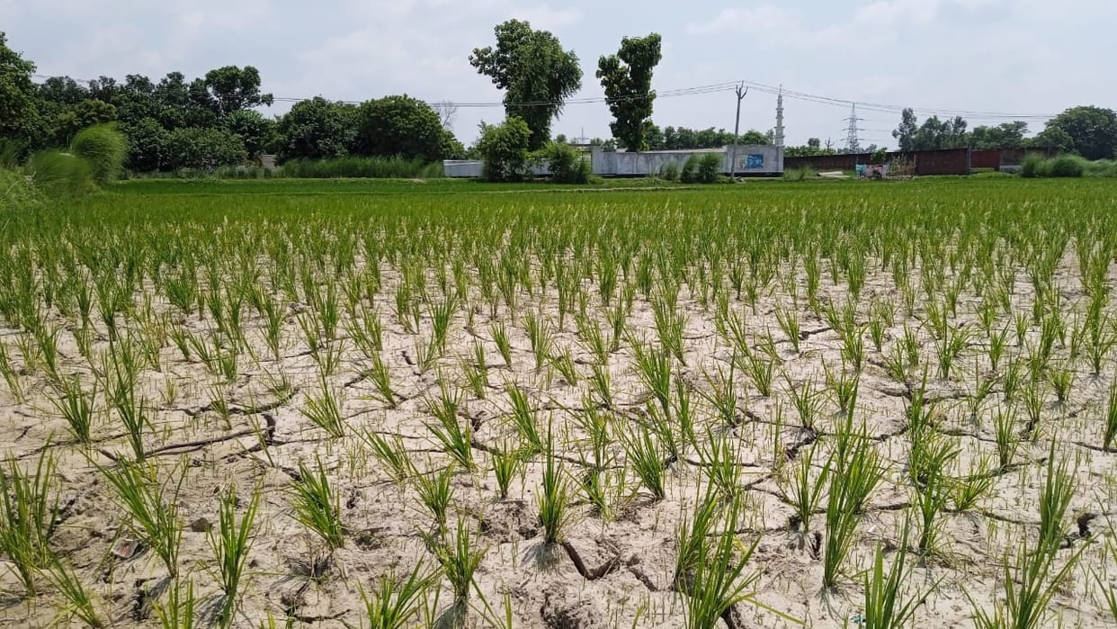 125 mm less rain, five lakh farmers worried about drought