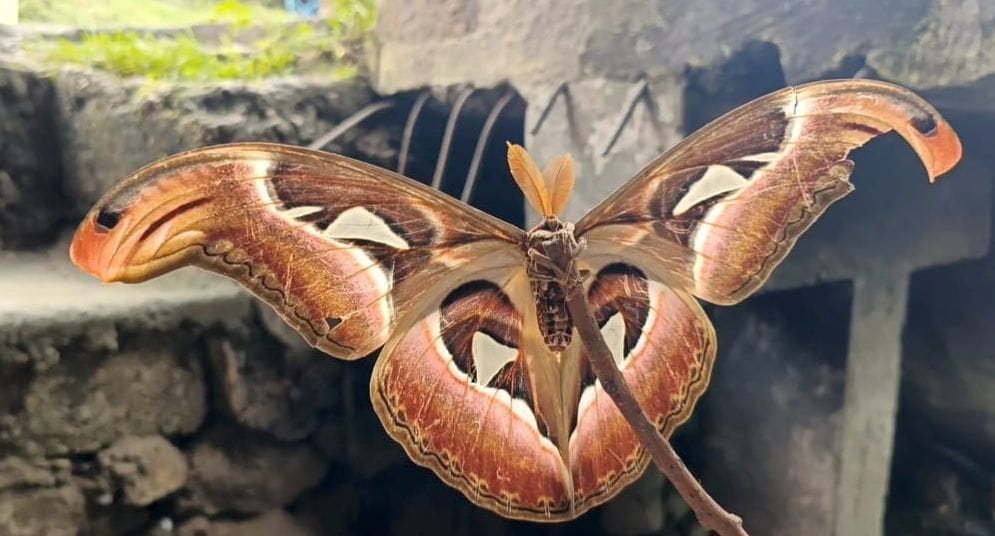 World largest Atlas moth found in Pithoragarh Uttarakhand news in hindi