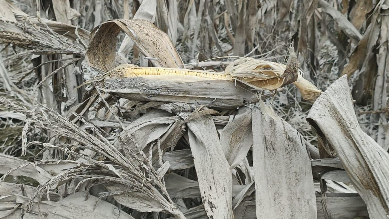 Farmer drives tractor on maize destroyed by flood