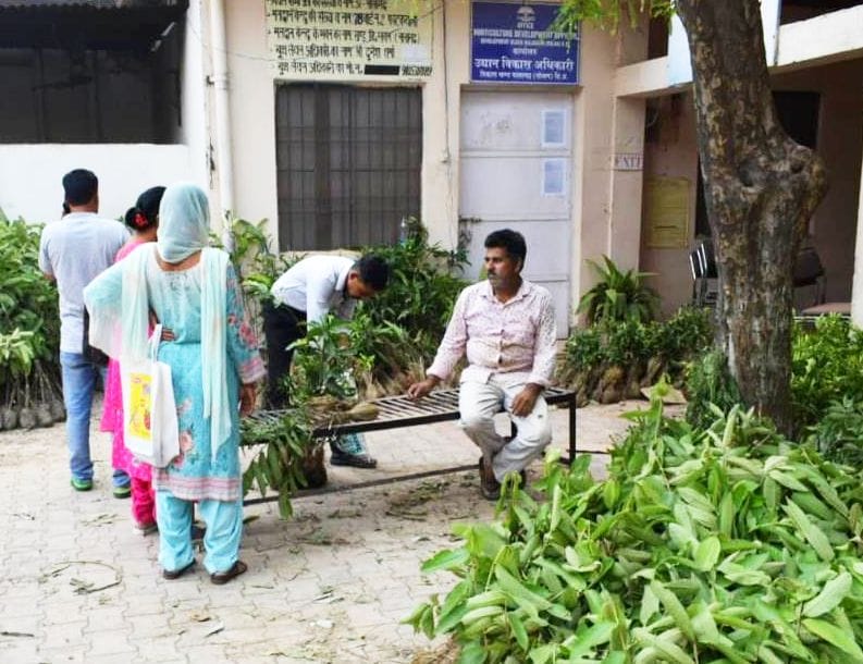 Fruit plants arrived for sale in Horticulture Department Nalagarh