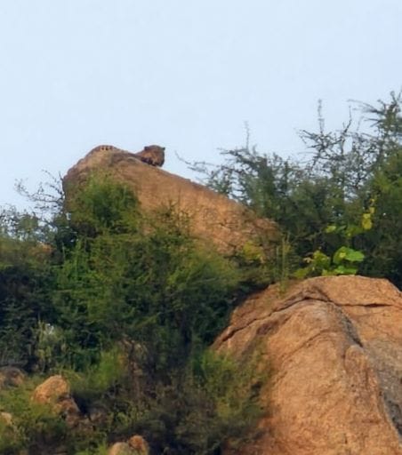 Leopard seen on the hill of Mukundpura village, panic among villagers