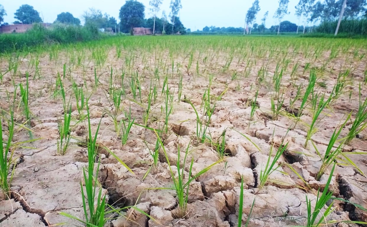 Earlier there was danger of flood, now the fear of drought is troubling
