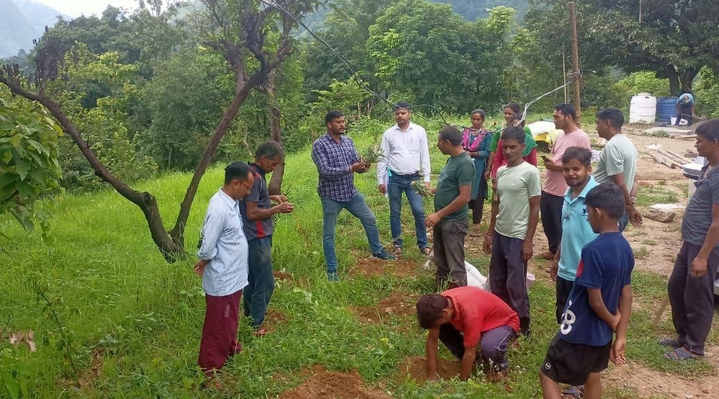 Pineapple will be produced in four villages of three development blocks of Pithoragarh