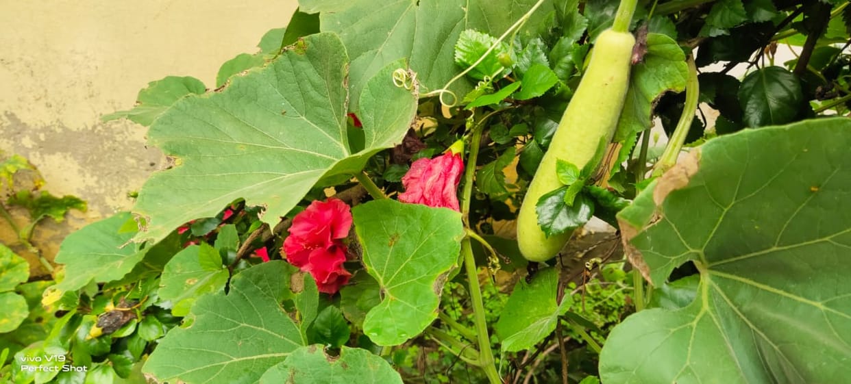 Kitchen garden will be built in 350 schools