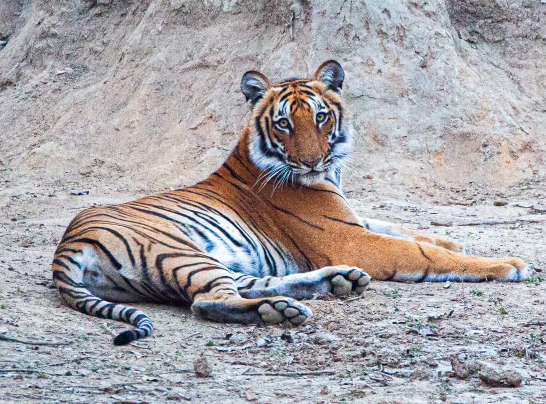 Special on International Tiger Day: Shrinking forest, growing family of tigers