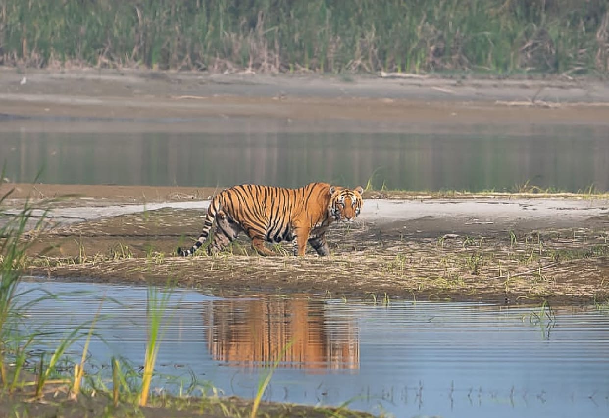 Katarniaghat became red zone to save tigers