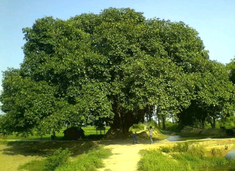 The shade of the old banyan has been preserved for generations to come.