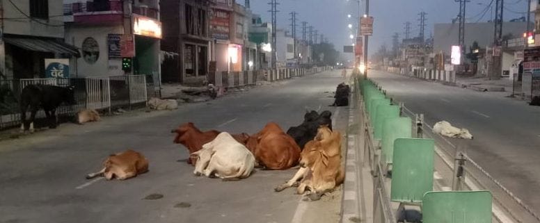 From the link road to the highway, the encampment of cattle, the 'fera' of death