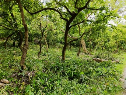Tiger panic after killing the girl child
