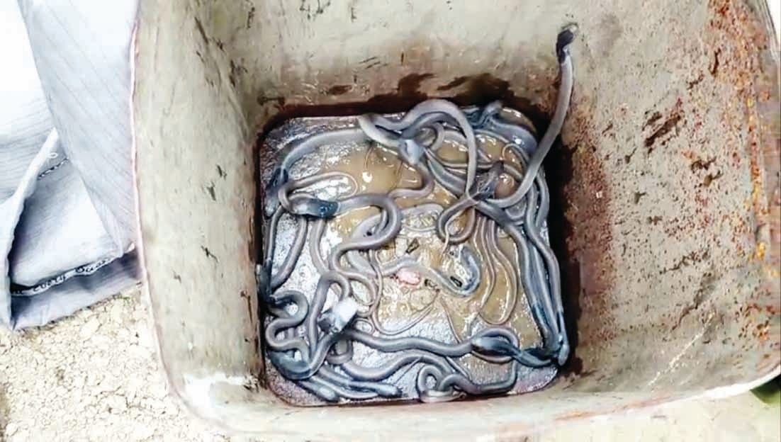 After the flood, snakes became a problem, 152 snakes were caught in a week