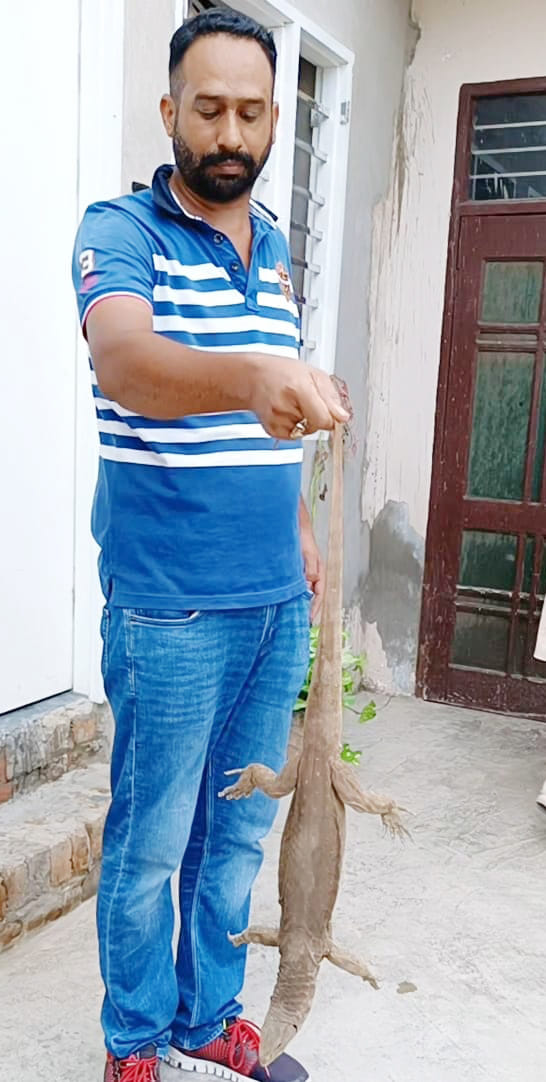 Monitor lizard entered the house, caught and left in a safe place