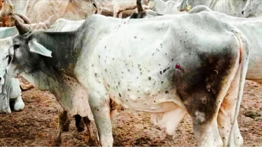Lumpy virus outbreak in Nepal, border areas at risk