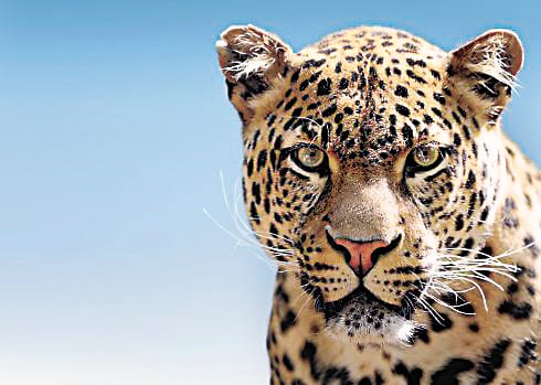Leopard killed goats in Salt