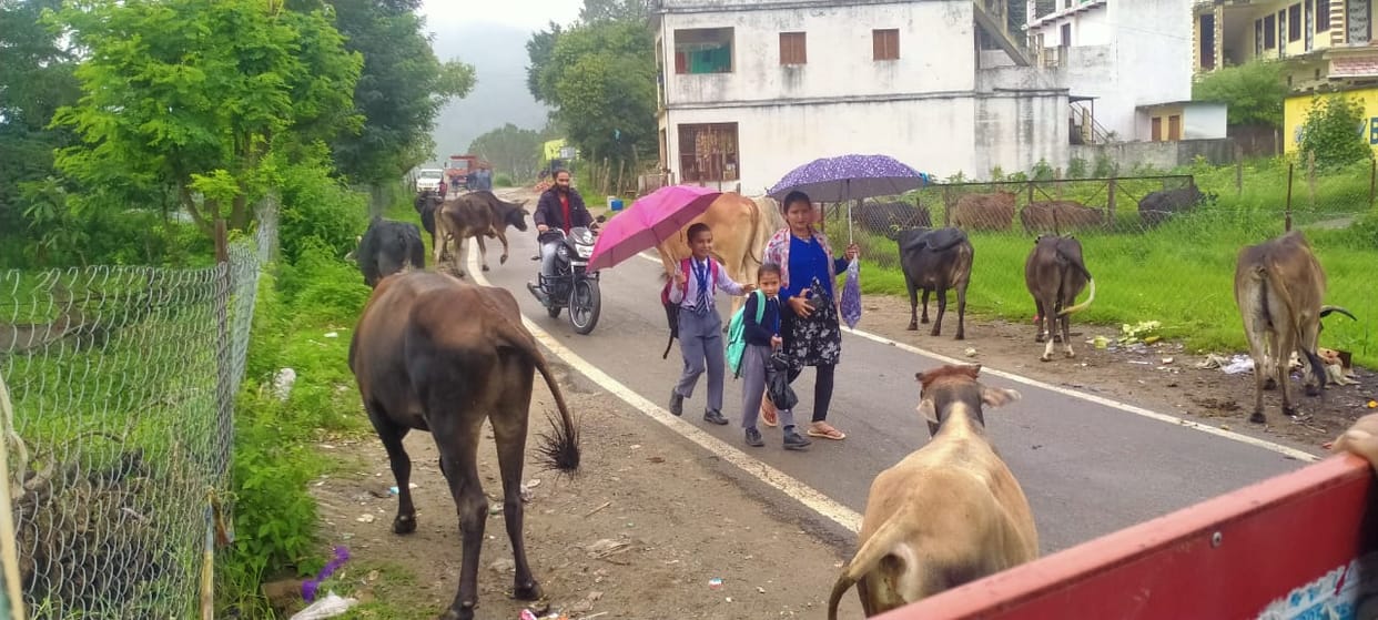 Unclaimed animals encamped on the road
