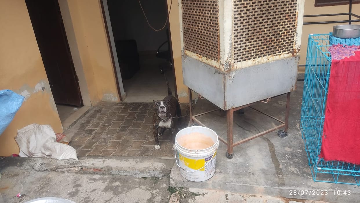 The female pitbull who scratched the old woman's leg turned out to be of assistant food inspector