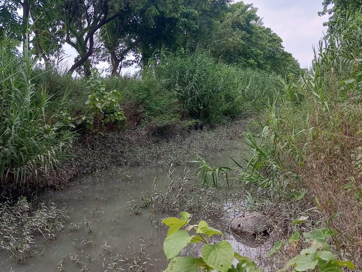 The weather is dry, the resources of irrigation are also being given to the farmers