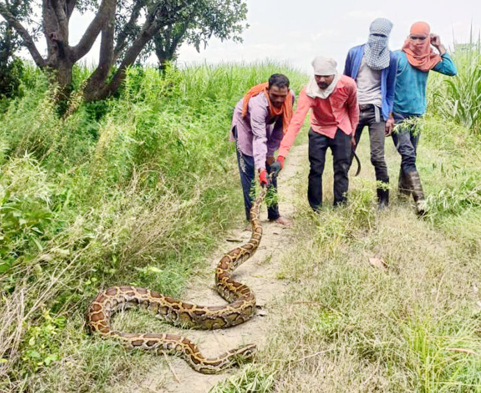 Python came out in the field, laborers caught it and left it in the forest