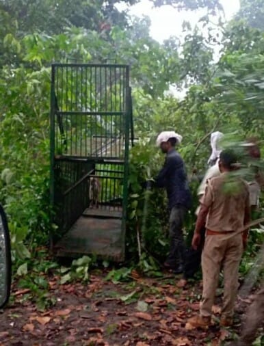 It was not the tiger but the leopard who took the girl's life, the picture was captured in the camera
