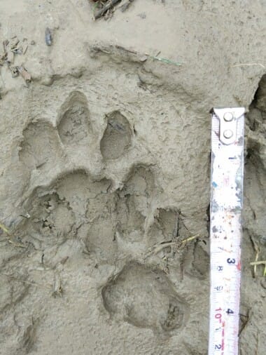 Leopard entered Duni Dam outpost, policemen locked in the room