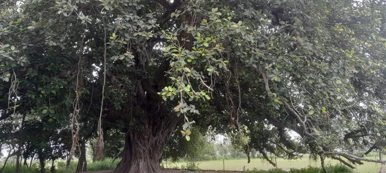 Banyan tree giving shade for 200 years in Rohai