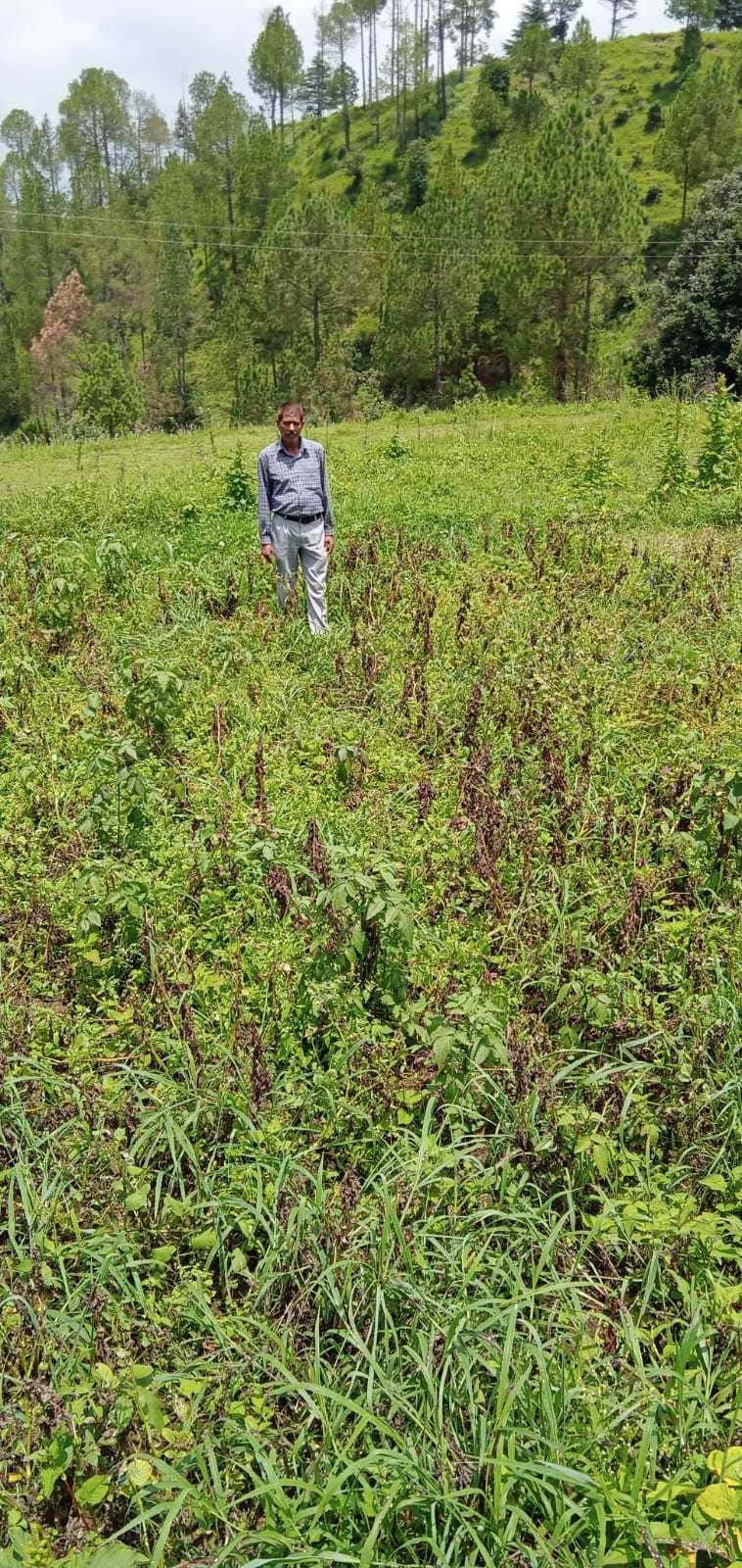 Champawat will become the hub of cinnamon