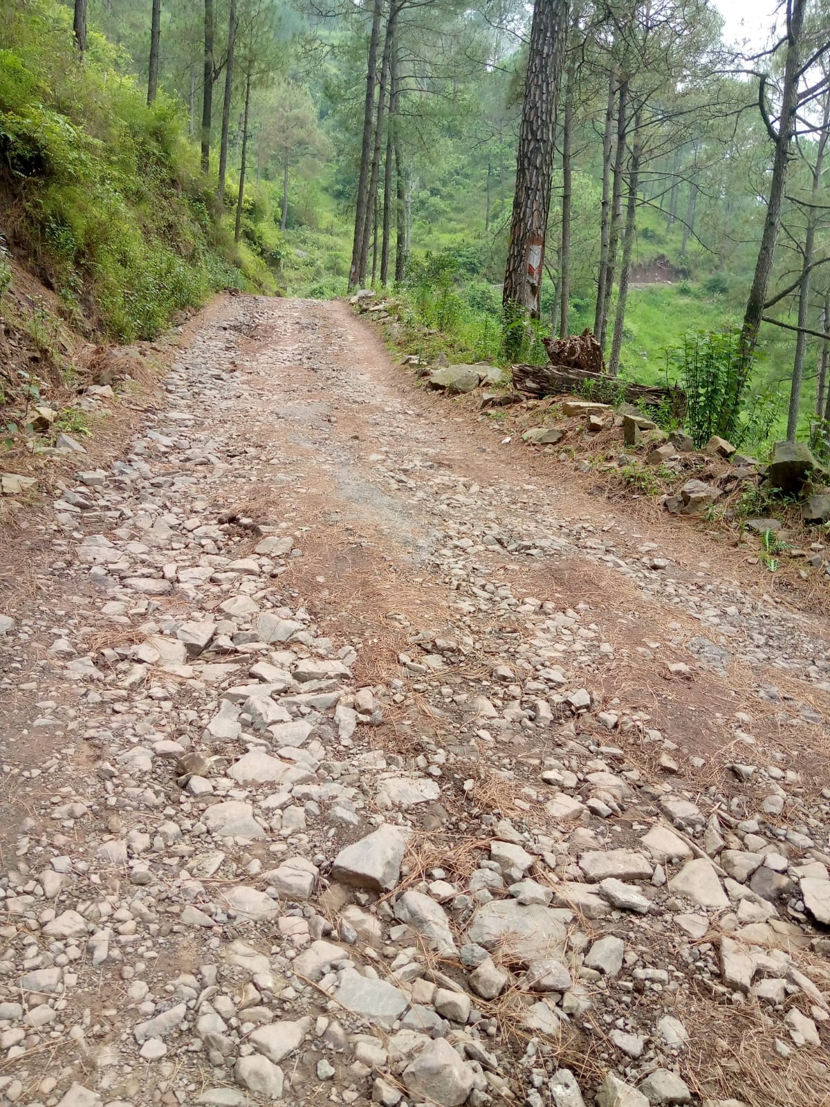 12.43 crore rupees will be spent on nainatikker-samlathi-dagither road maintains