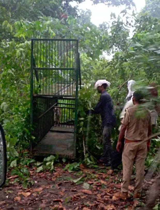 It was not the tiger but the leopard who took the girl's life, the picture was captured in the camera